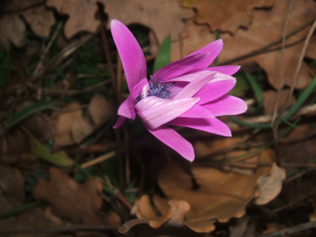 Gennaio sul Gargano - Anemone hortensis, Crocus biflorus